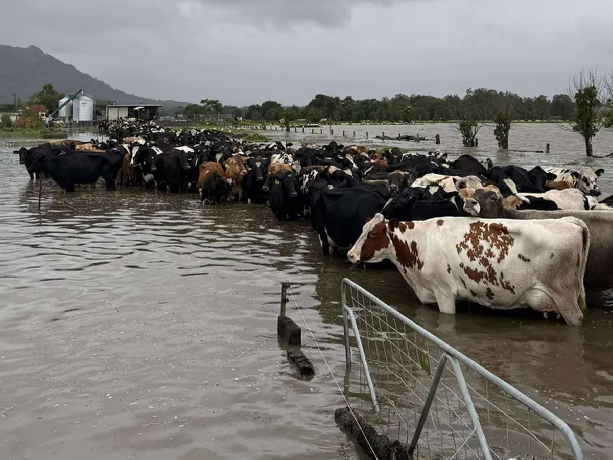 Help Farmers after the floods. campaign photo, 1 of 7