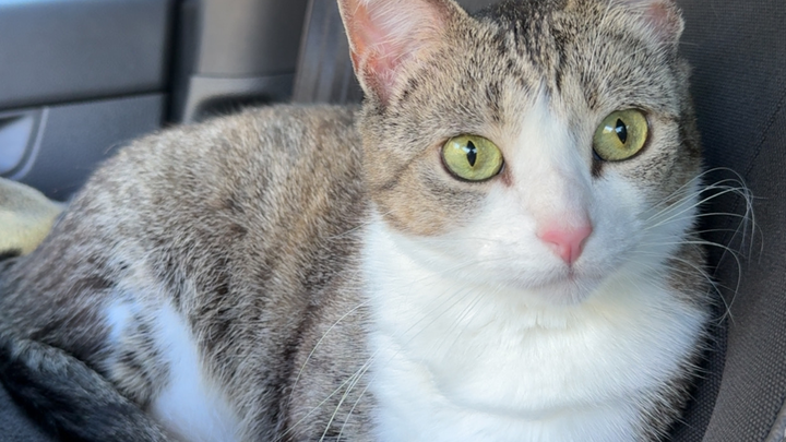 Help Sophie Get Life-Saving Surgery campaign photo, 1 of 3