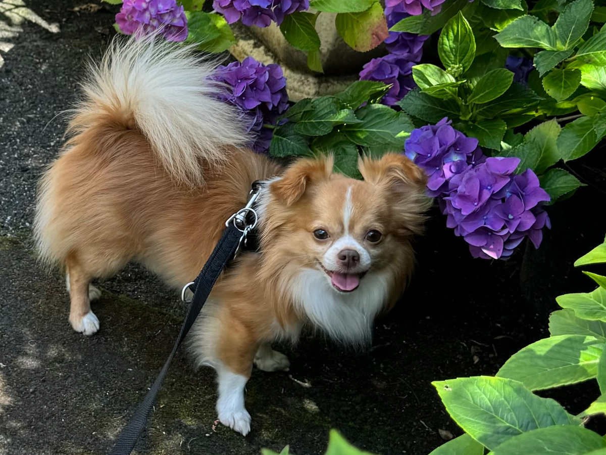 Available Pomeranian Puppies for Sale in Canton, Michigan, image size:1200x900