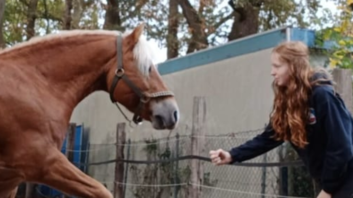HILFERUF FÜR SESAM! Ein Haflinger mit Geschichte und Herz campaign photo, 1 of 8