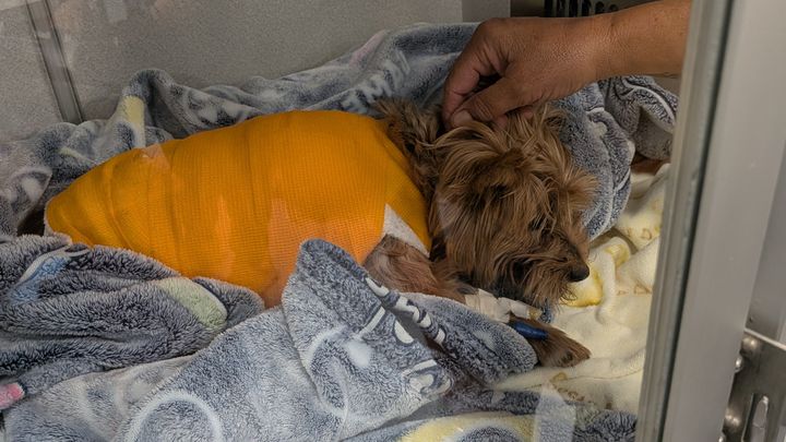 Help Zoey Recover After Alligator Attack campaign photo, 1 of 8