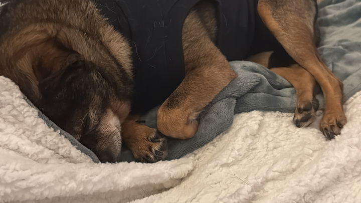 Hilfe für meinen Hund Loui - OP campaign photo, 1 of 5