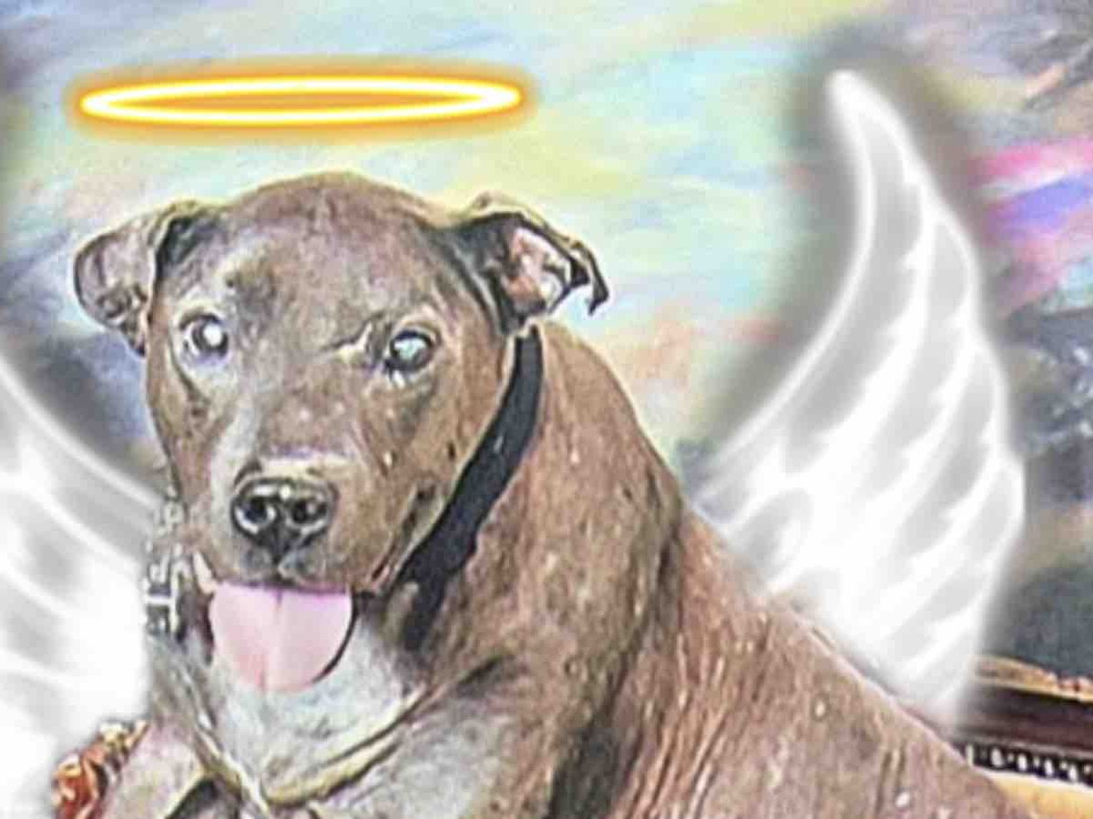 Fundraiser’s main image
