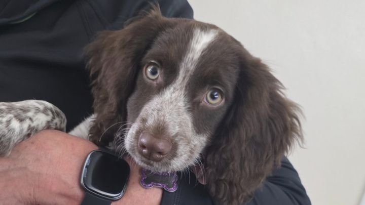 Please Help Us Save Taylor, Our 7-Month-Old Cocker campaign photo, 1 of 6