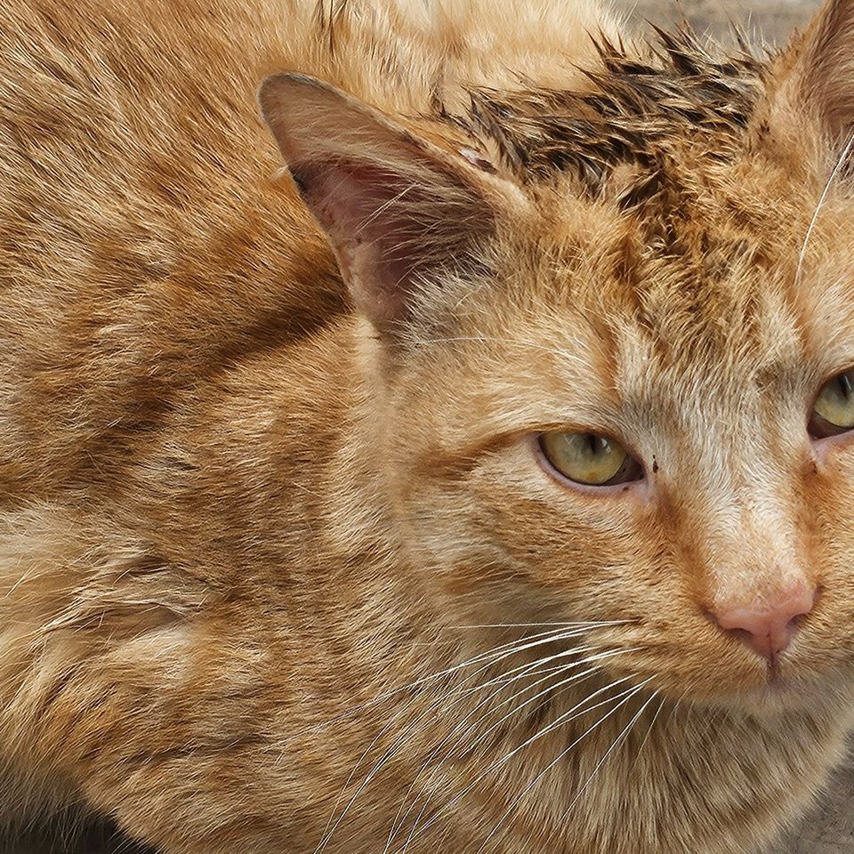 Help Support Stray Cats with Shelter, and Medical care