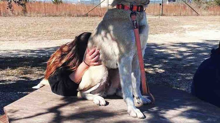 Help Crystal raise money for a PTSD Service Dog campaign photo, 1 of 2