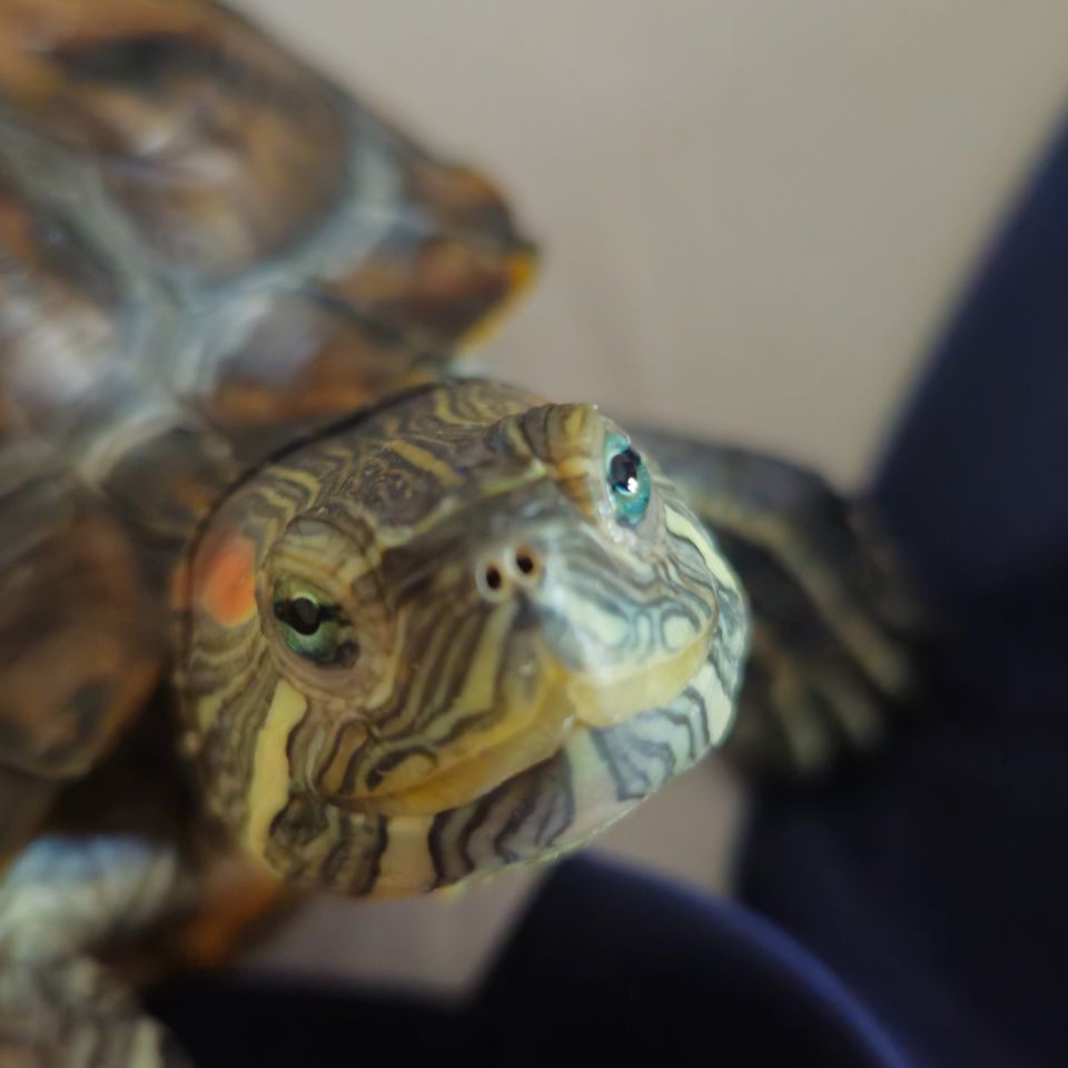 Help Tigger Get Essential Supplies