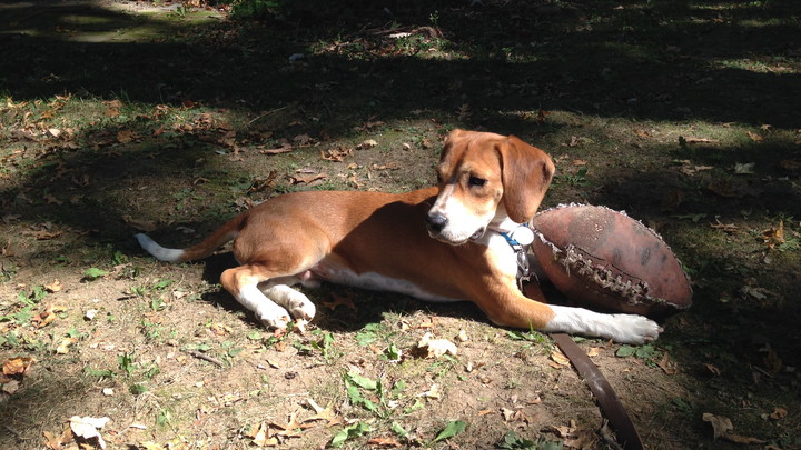 Give Cooper a Chance at Life campaign photo, 1 of 8