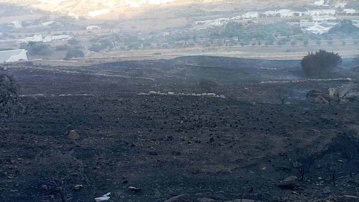 Photo de la campagne Aidez-moi à replanter la nature brûlée de l'île de Paros !, 1 sur 5