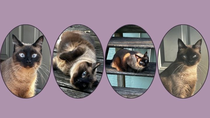 Bud McMickell's Memorial Fund for Beloved Cat campaign photo, 1 of 6