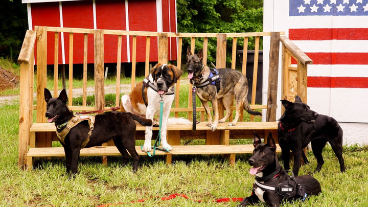 Help Me Bring My Service Dog Home campaign photo, 1 of 7