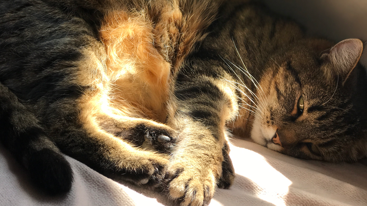 Help Me Save My Cat’s Paw campaign photo, 1 of 4