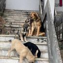 Profile photo of Hope for Strays Albania Kosovo