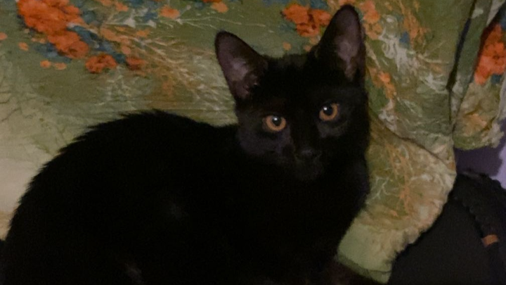 Help with Cookie's surgery campaign photo, 1 of 3