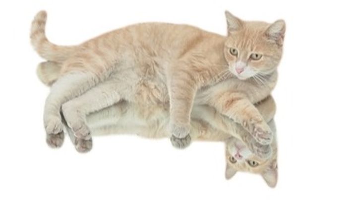 Support Friends of Felines: Rescue Stray Cats campaign photo, 1 of 3