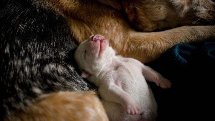 Fundraiser By Nicole Simone Redemption Paws Hope Fund