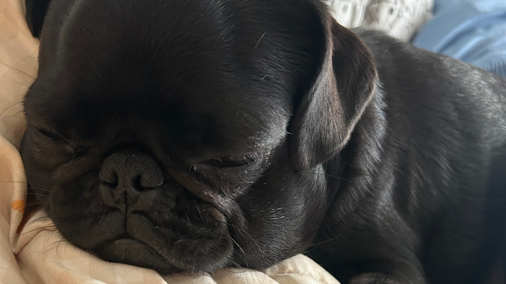 Help Willow After Life-Threatening Snake Bite campaign photo, 1 of 8