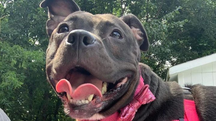 Support the Rescues of Long Island Pit Stop campaign photo, 1 of 3