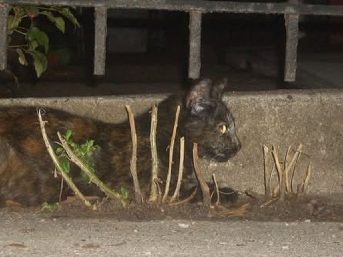 Metro Cat Rescue Homeless Moms campaign photo, 1 of 3