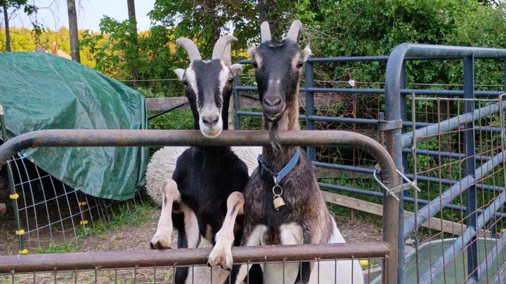 Stand with Massachusetts Farm and Its Animals campaign photo, 1 of 8