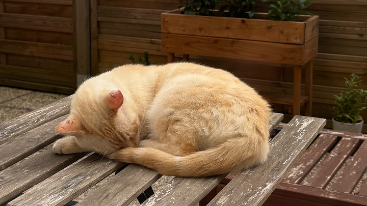 Stray Cat Needs Medical Attention: Urgent Care Tips to Save Lives