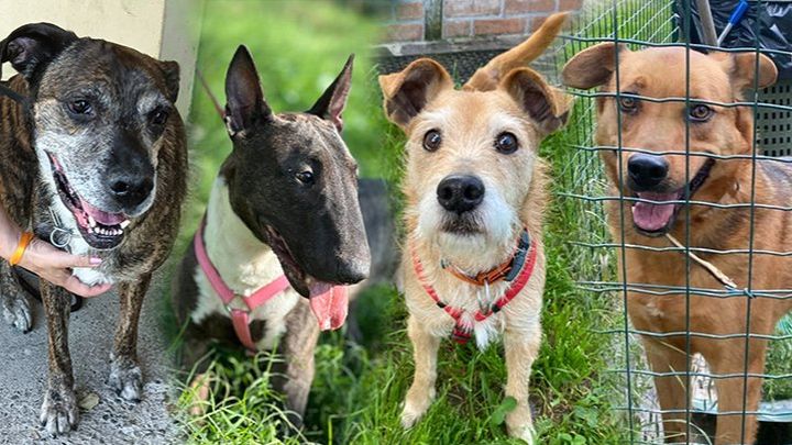 Aiutaci a sostenere cure e futuro dei cani che accogliamo campaign photo, 1 of 7