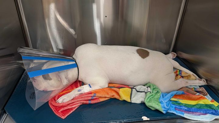 JASPER HAD TO BE HOSPITALIZED! campaign photo, 1 of 6