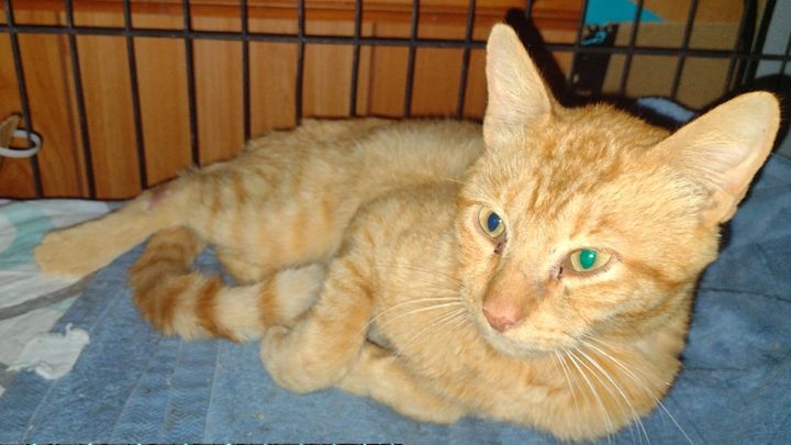 Help Billy the Stray with His Vet Bills campaign photo, 1 of 4