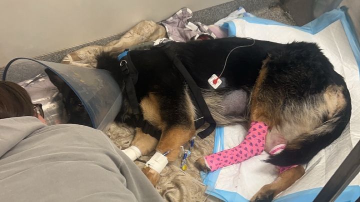 Stella’s recovery campaign photo, 1 of 2