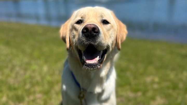 Help Picasso Become a Therapy Dog campaign photo, 1 of 8