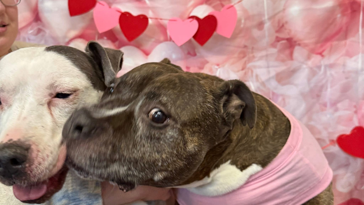 Help Mary Honor Her Beloved Pets campaign photo, 1 of 3