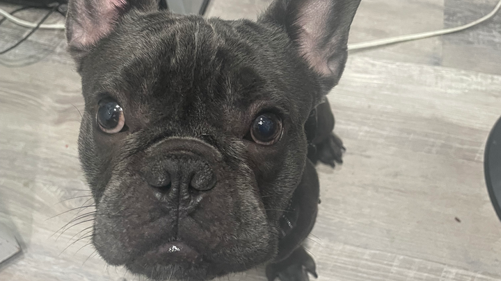 Help Ash Get Lifesaving Surgery campaign photo, 1 of 8
