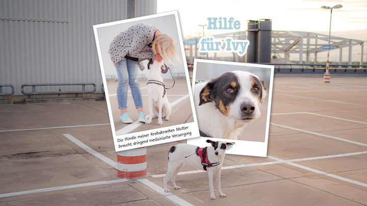 Hilfe für Ivy – die Hündin meiner krebskranken Mutter campaign photo, 1 of 6