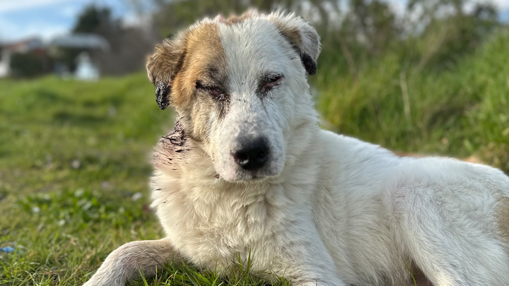 Foto de la campaña Loucas – Leben mit Leishmania auf der Straße, 1 de 8