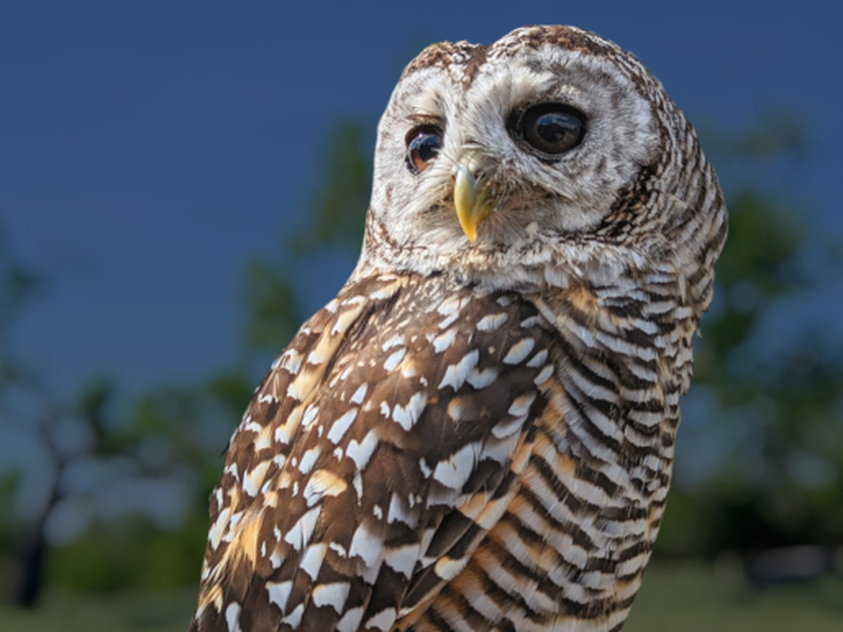 Chaco Owl Conservation campaign photo, 1 of 3