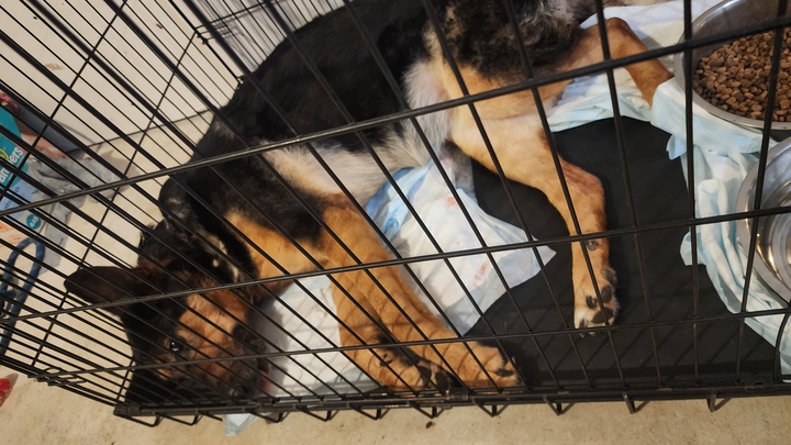 Save Sweetie: Emergency Surgery Needed campaign photo, 1 of 5