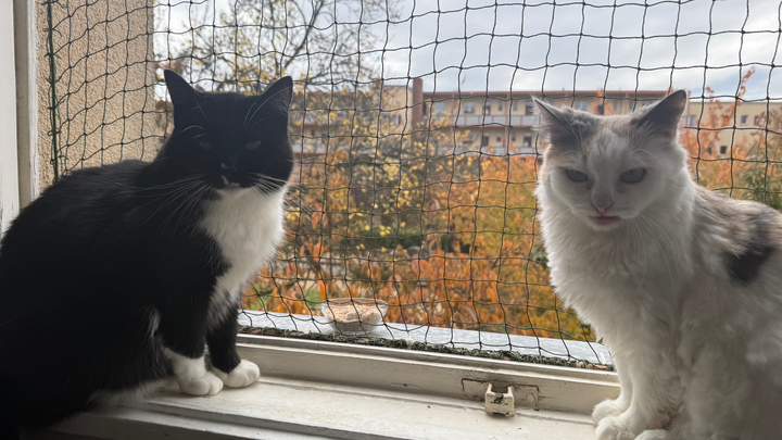Bitte helft Cahnari, Koko und uns :( campaign photo, 1 of 7