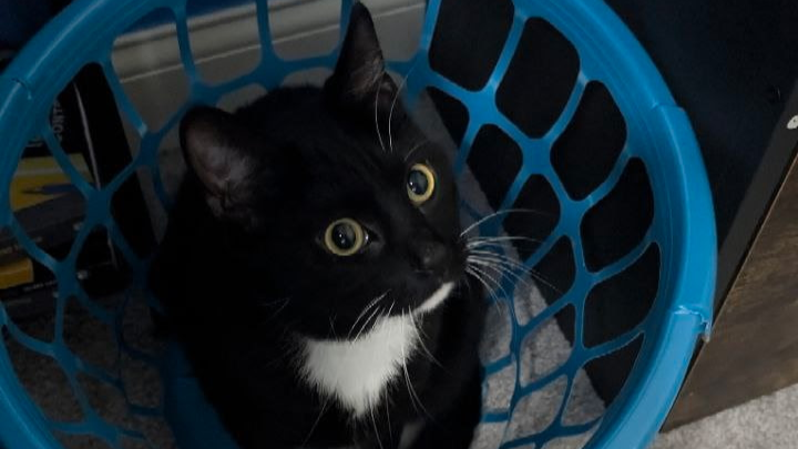 Help Onyx Get Lifesaving Vet Care campaign photo, 1 of 7