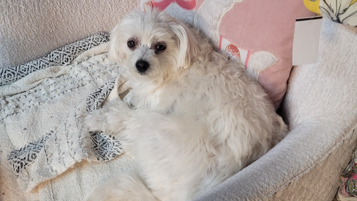 Support Mocha's Journey to Wellness campaign photo, 1 of 3