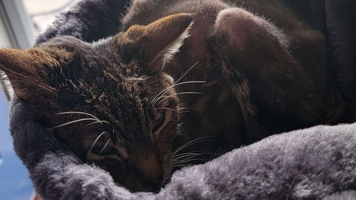 Raise Funds for Cleo’s Vital Treatment campaign photo, 1 of 7