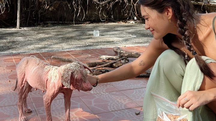 Build an animal shelter in Camiguin campaign photo, 1 of 3