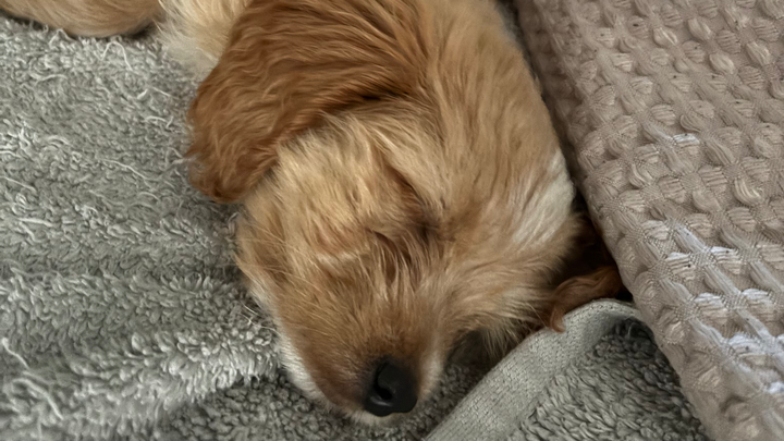 Help Max get life-saving heart surgery campaign photo, 1 of 8