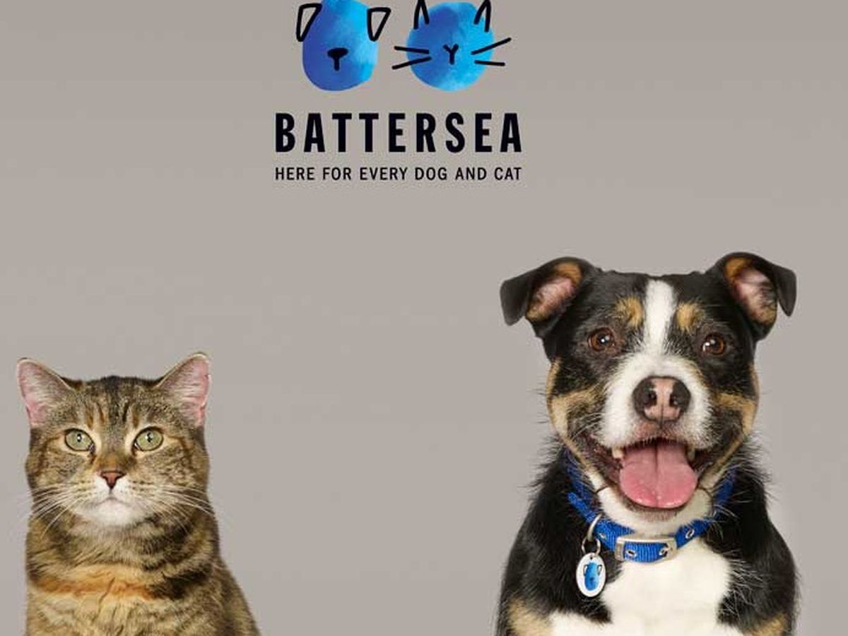 Fundraiser By Max Shutkever Donate To Help The Battersea Dogs And fundraiser-by-max-shutkever-donate-to-help-the-battersea-dogs-and