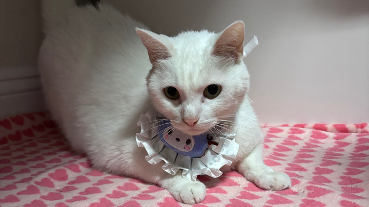 Help Bring Chunk's Ashes Home campaign photo, 1 of 3