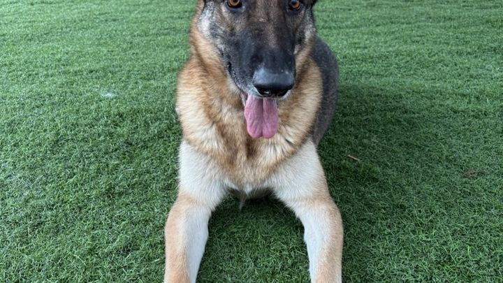 Keep Ringo Safe— $5,800 Needed to Save His Shelter Placement campaign photo, 1 of 4