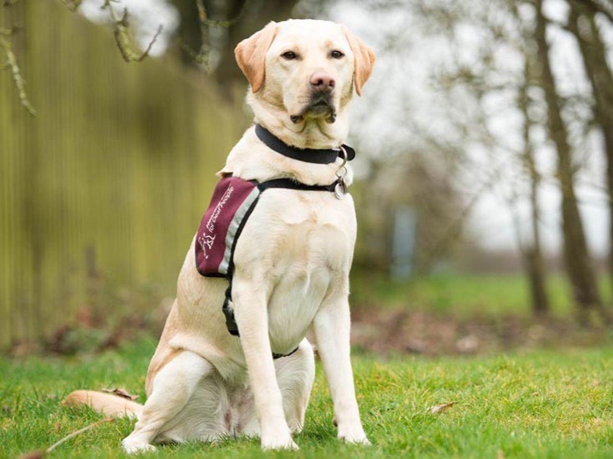 what breed makes a good hearing dog
