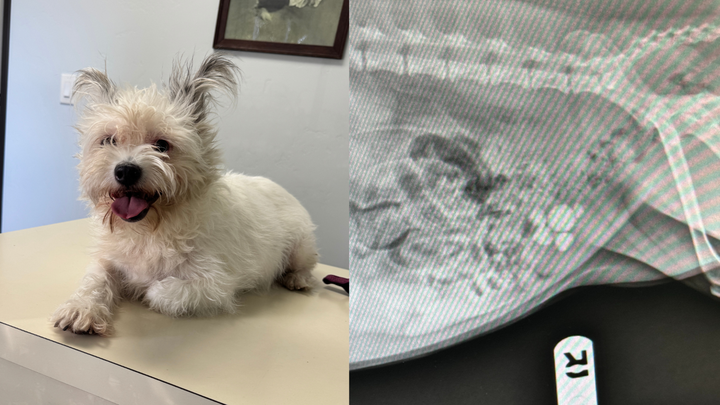 Snow White Needs Surgery – Any Help Appreciated campaign photo, 1 of 3