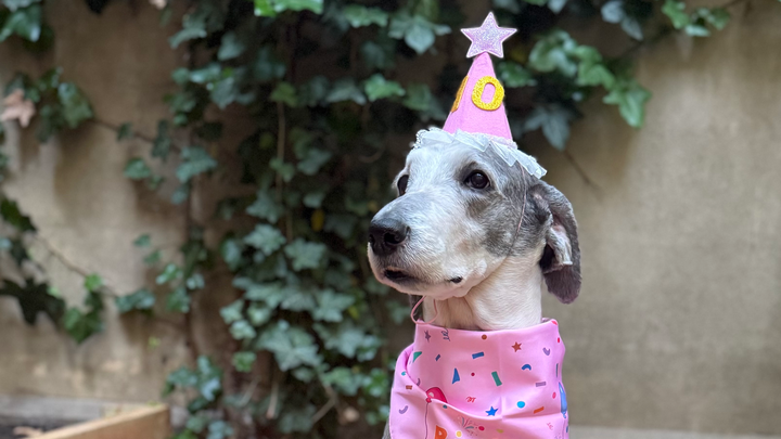 Help Panda Get Life-Saving Surgery campaign photo, 1 of 3