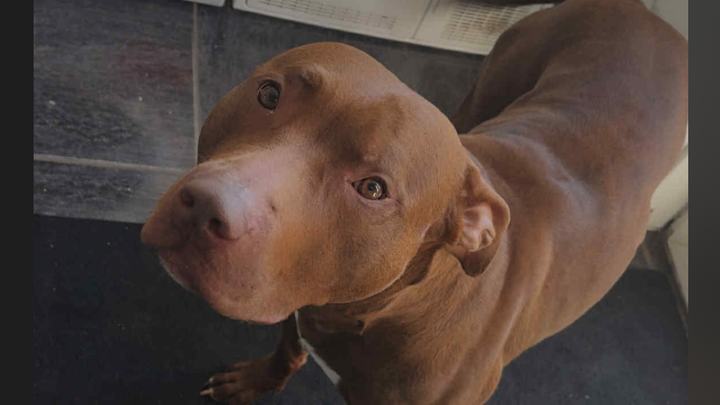 Help Zeus find his forever home… campaign photo, 1 of 8