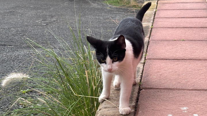 Street Cats of Gran Canaria campaign photo, 1 of 8